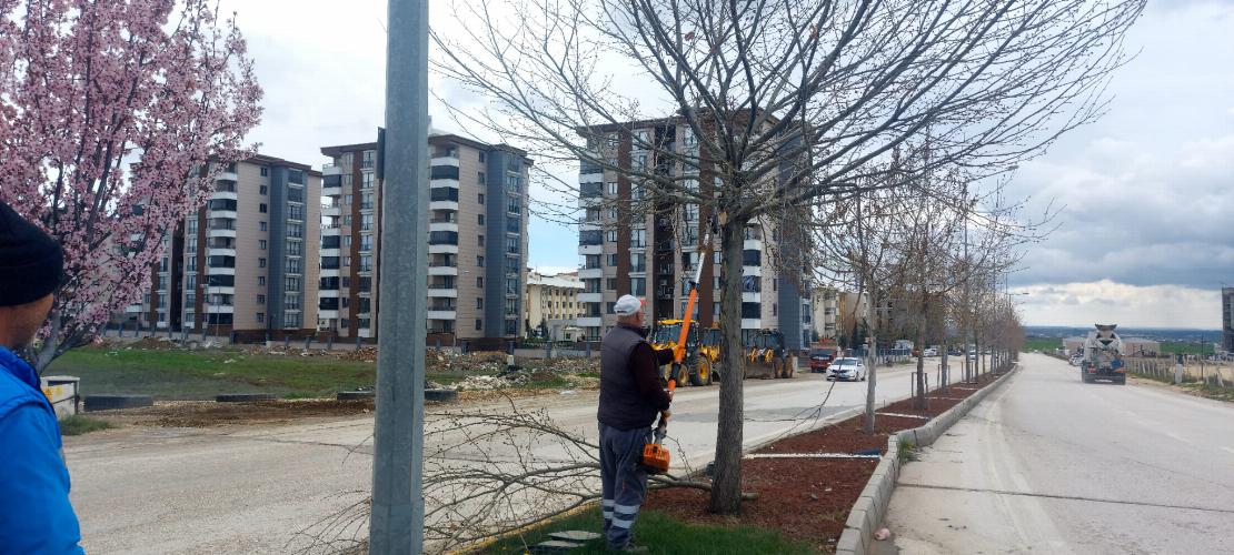 Adıyaman Belediyemizden ağaçlara bahar bakımı   