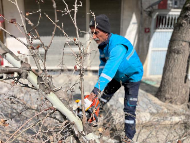 Adıyaman Belediyemizden ağaçlara bahar bakımı   