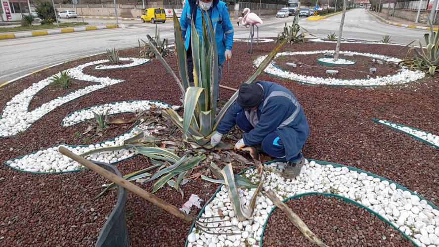 Adıyaman Belediyemizden ağaçlara bahar bakımı   