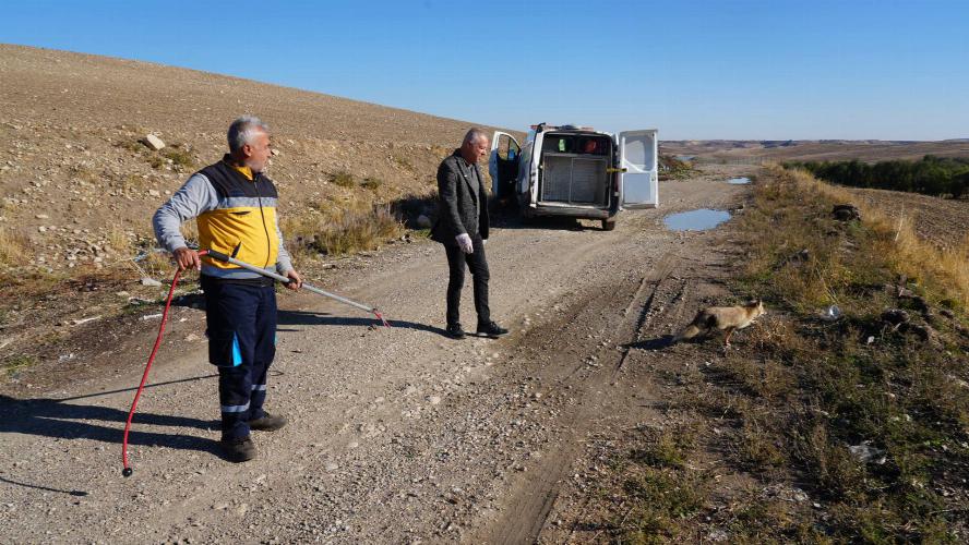 Yaralı tilki tedavisinin ardından doğaya geri bırakıldı   
