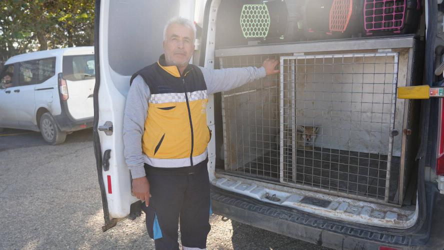 Yaralı tilki tedavisinin ardından doğaya geri bırakıldı   