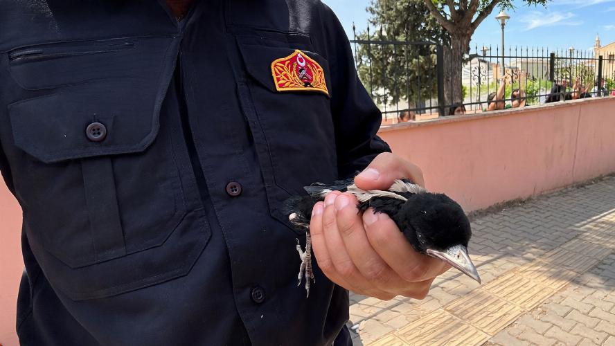 Yuvadan Düşen saksağan yavrusu itfaiye ekiplerince kurtarıldı