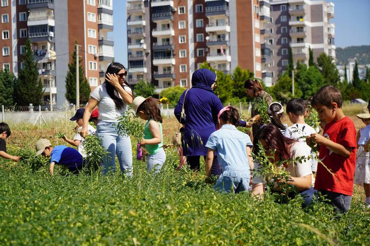 Adıyaman Belediyemizin nohut bahçesinde ilk hasat miniklerden   
