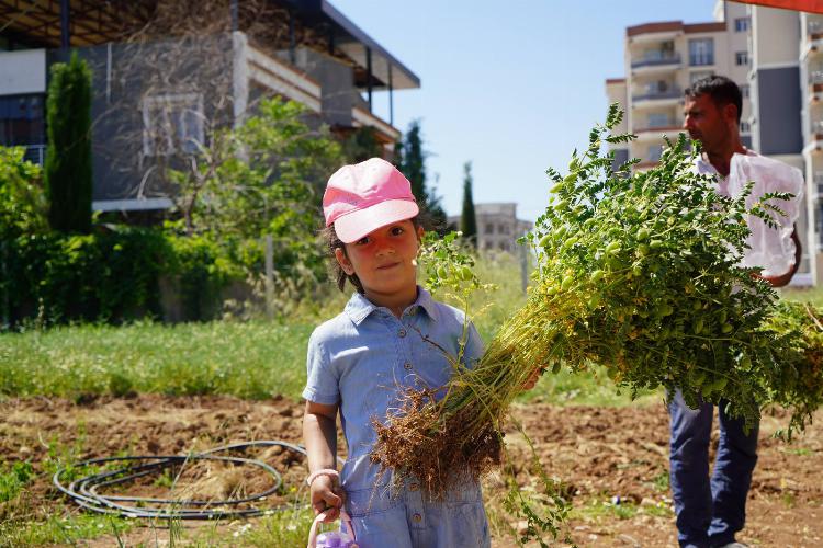 Adıyaman Belediyemizin nohut bahçesinde ilk hasat miniklerden   