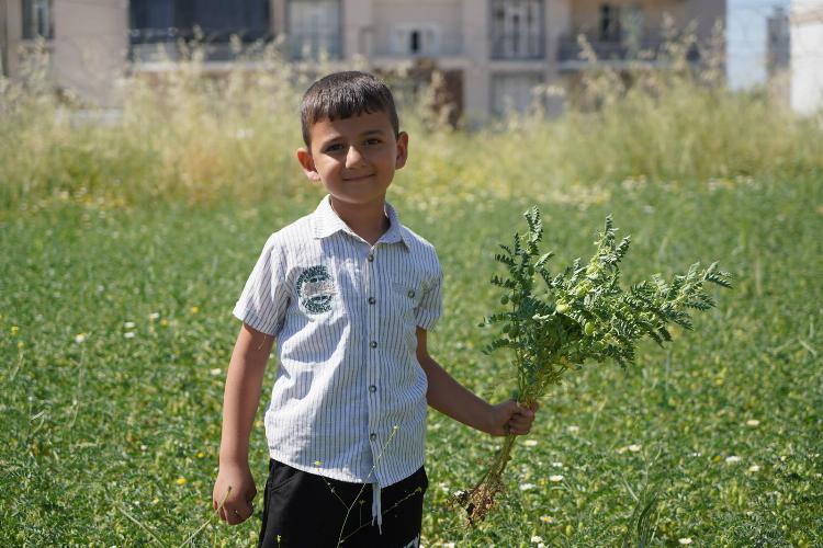 Adıyaman Belediyemizin nohut bahçesinde ilk hasat miniklerden   