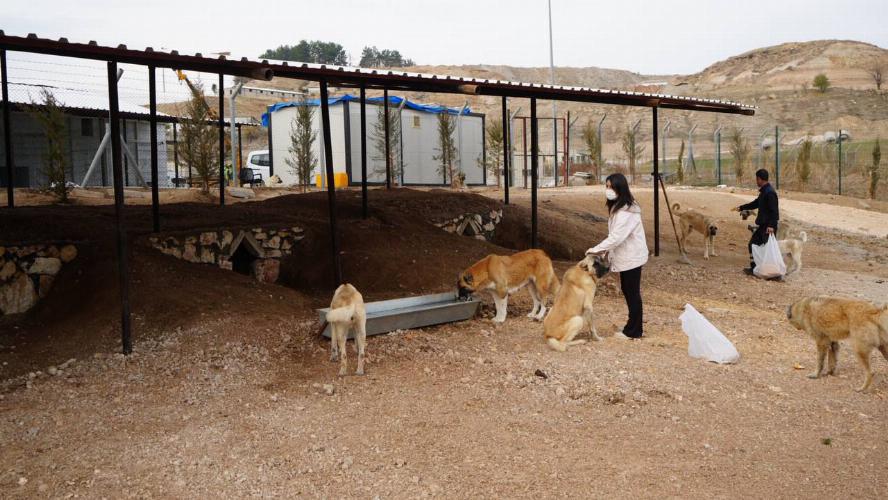 Adıyaman Belediyemizden Sokak Hayvanlarına Doğal Yaşam Alanı