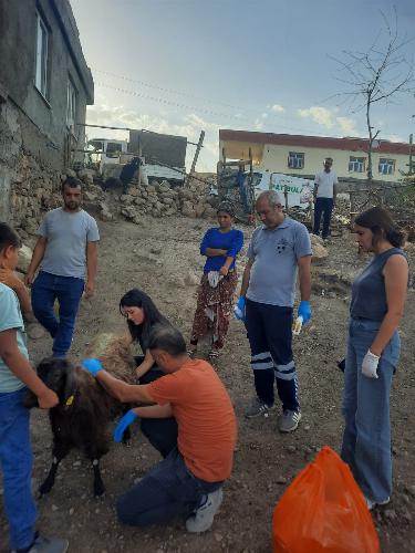 Sessiz dostlarımız için Diyarbakır ve Mardin’deyiz